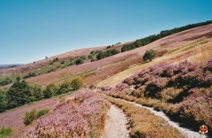 Signal du Bougès au cœur Cévennes - copie.jpg